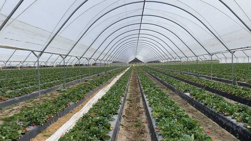 Lewis Nursery and Farms has 35 acres of tunnel-grown strawberries. (Spectrum News 1/Natalie Mooney)